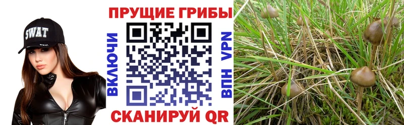 Купить где  Курлово  Псилоцибиновые грибы Psilocybine cubensis 